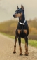 BioThane Martingale Limited Slip Collar - Hardware Stainless Steel