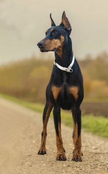 BioThane Martingale Limited Slip Collar - Hardware Stainless Steel